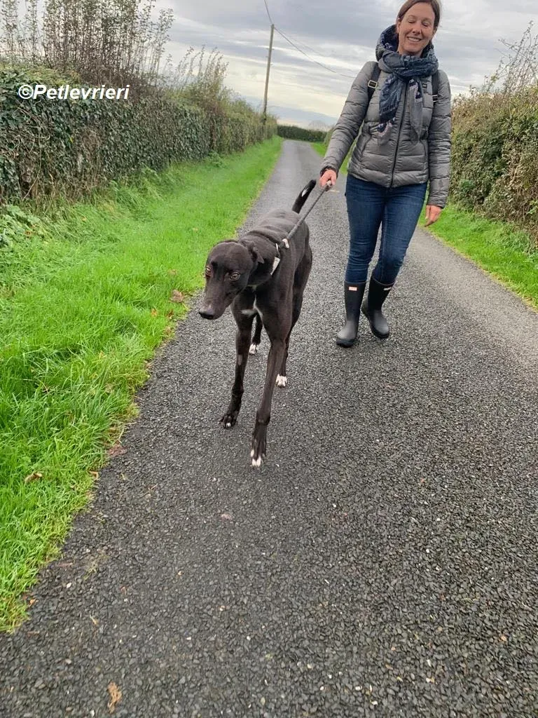 Neil adozione levrieri greyhound 10