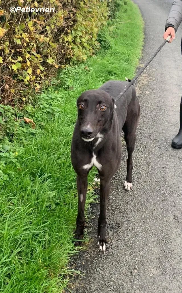 Neil adozione levrieri greyhound 15