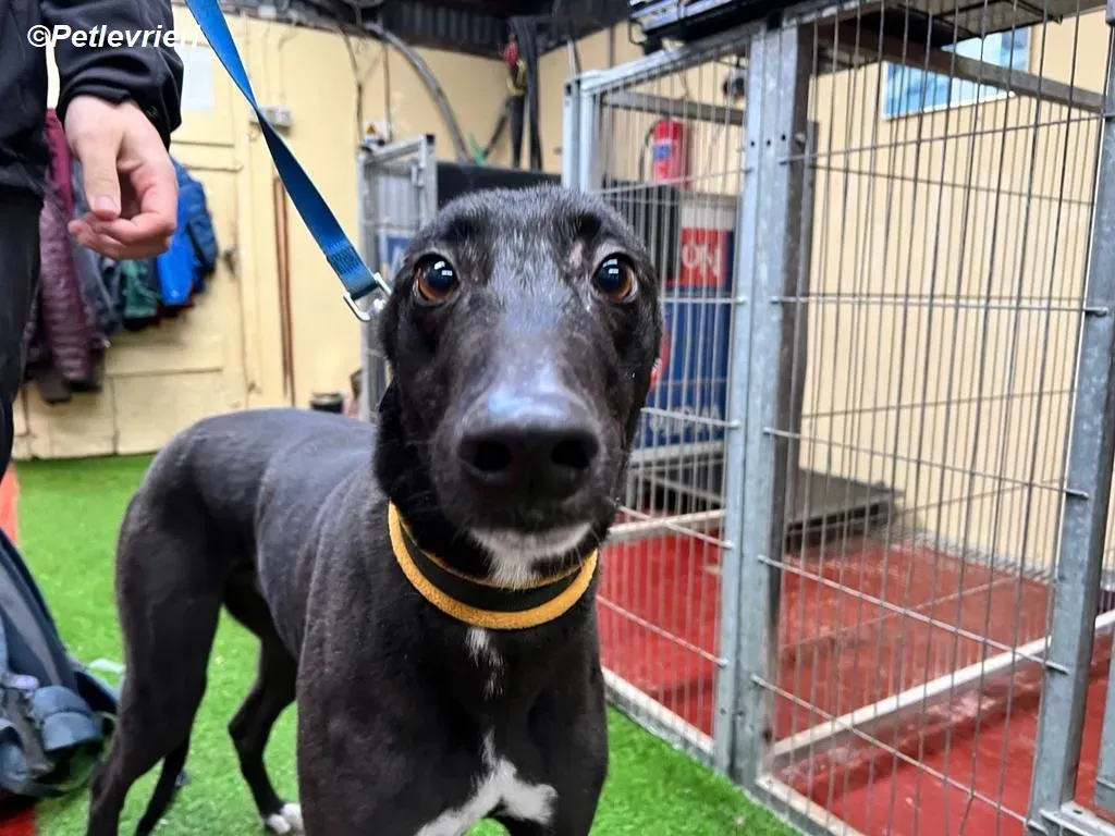 Neil adozione levrieri greyhound 16