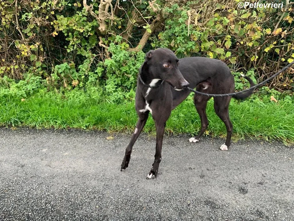 Neil adozione levrieri greyhound 11