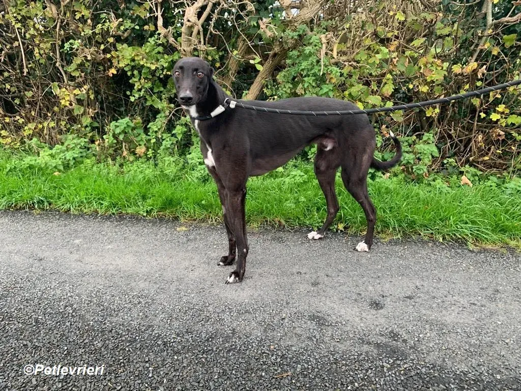 Neil adozione levrieri greyhound 12