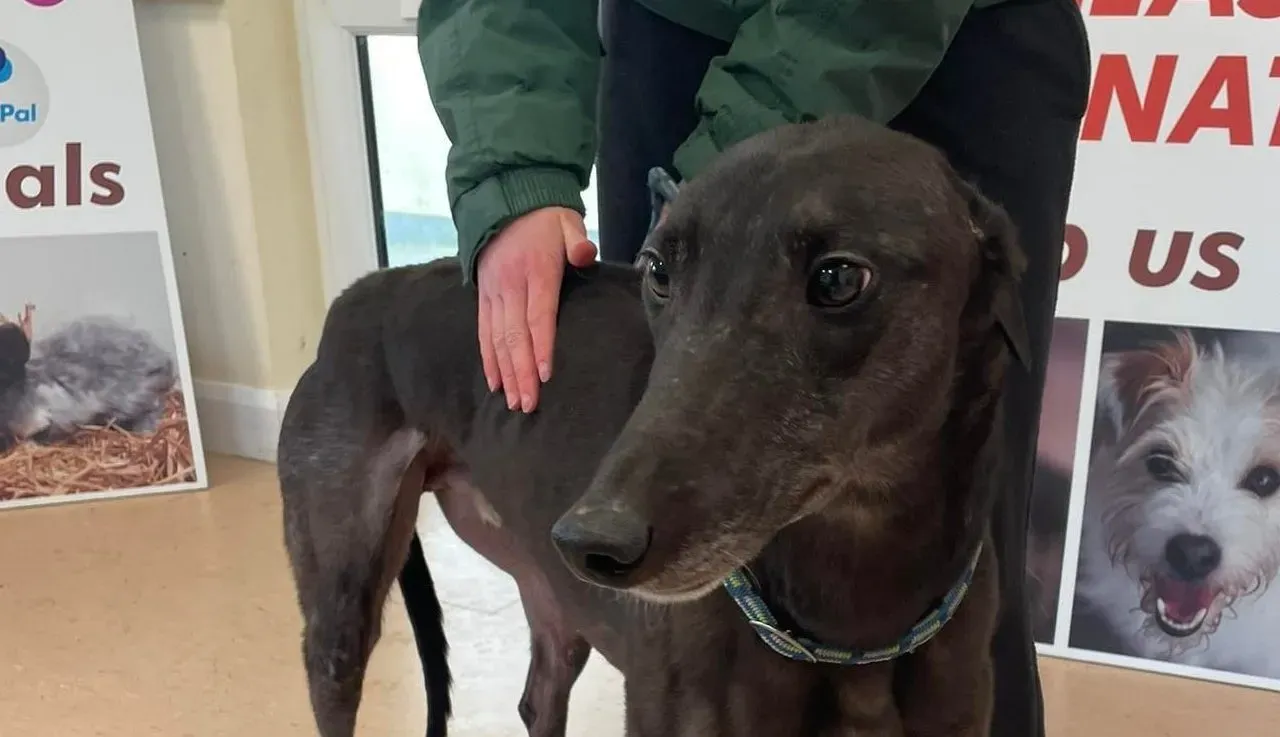 Neil adozione levrieri greyhound 2 e1646846980889