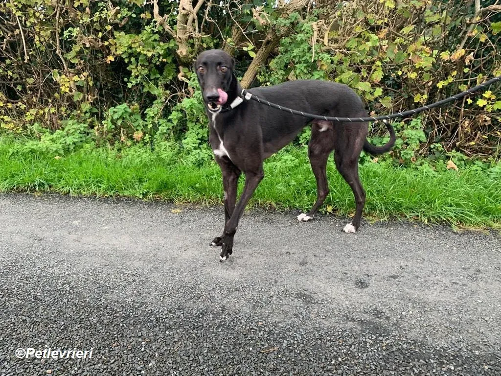 Neil adozione levrieri greyhound 13