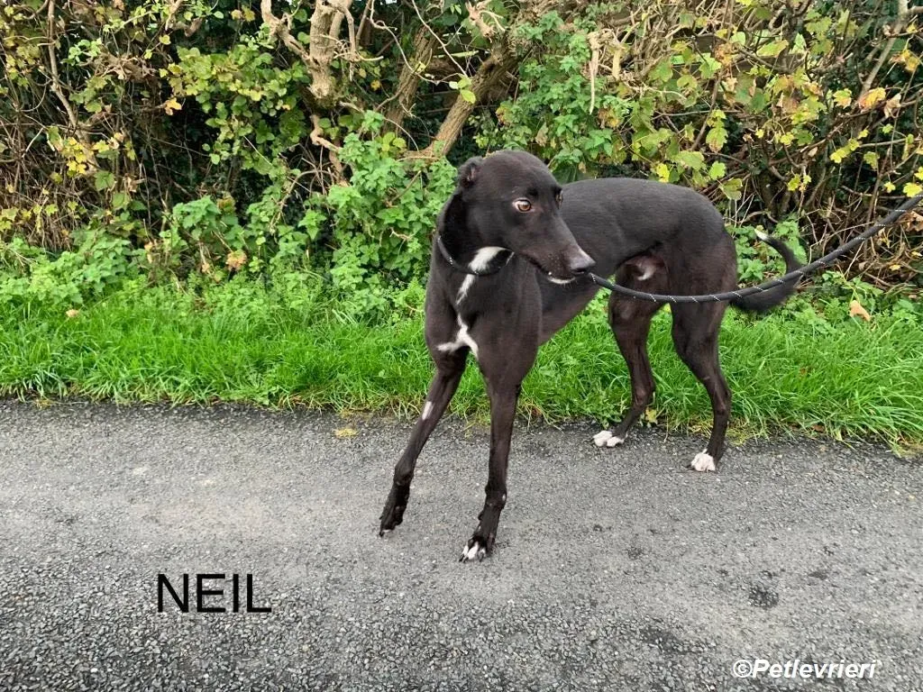 Neil adozione levrieri greyhound 14