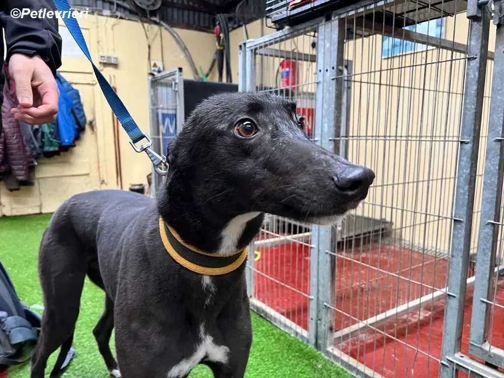 Neil adozione levrieri greyhound 17