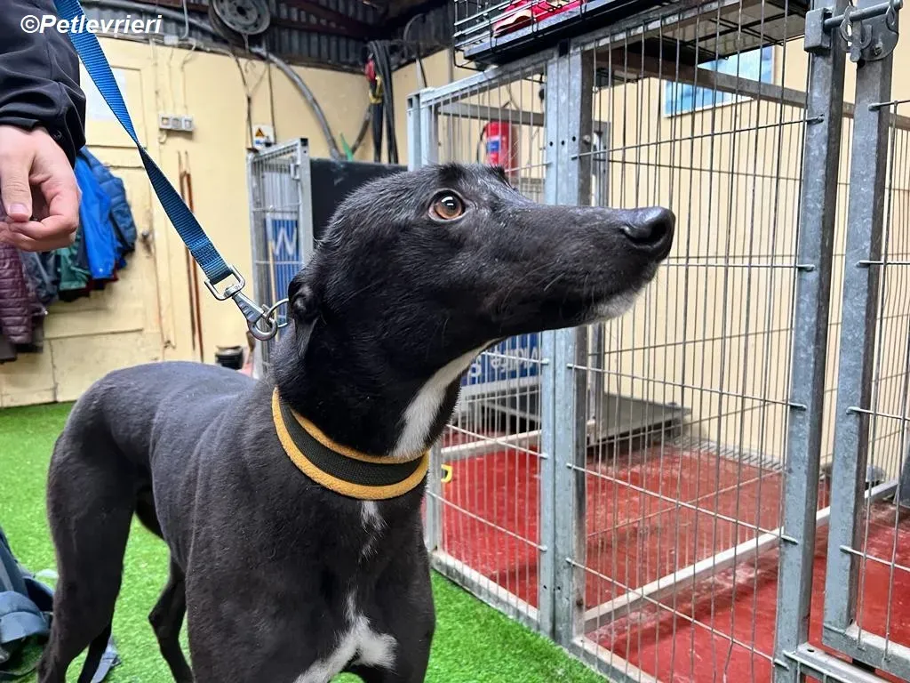 Neil adozione levrieri greyhound 18