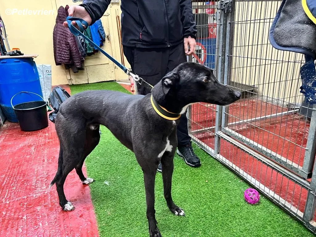 Neil adozione levrieri greyhound 19