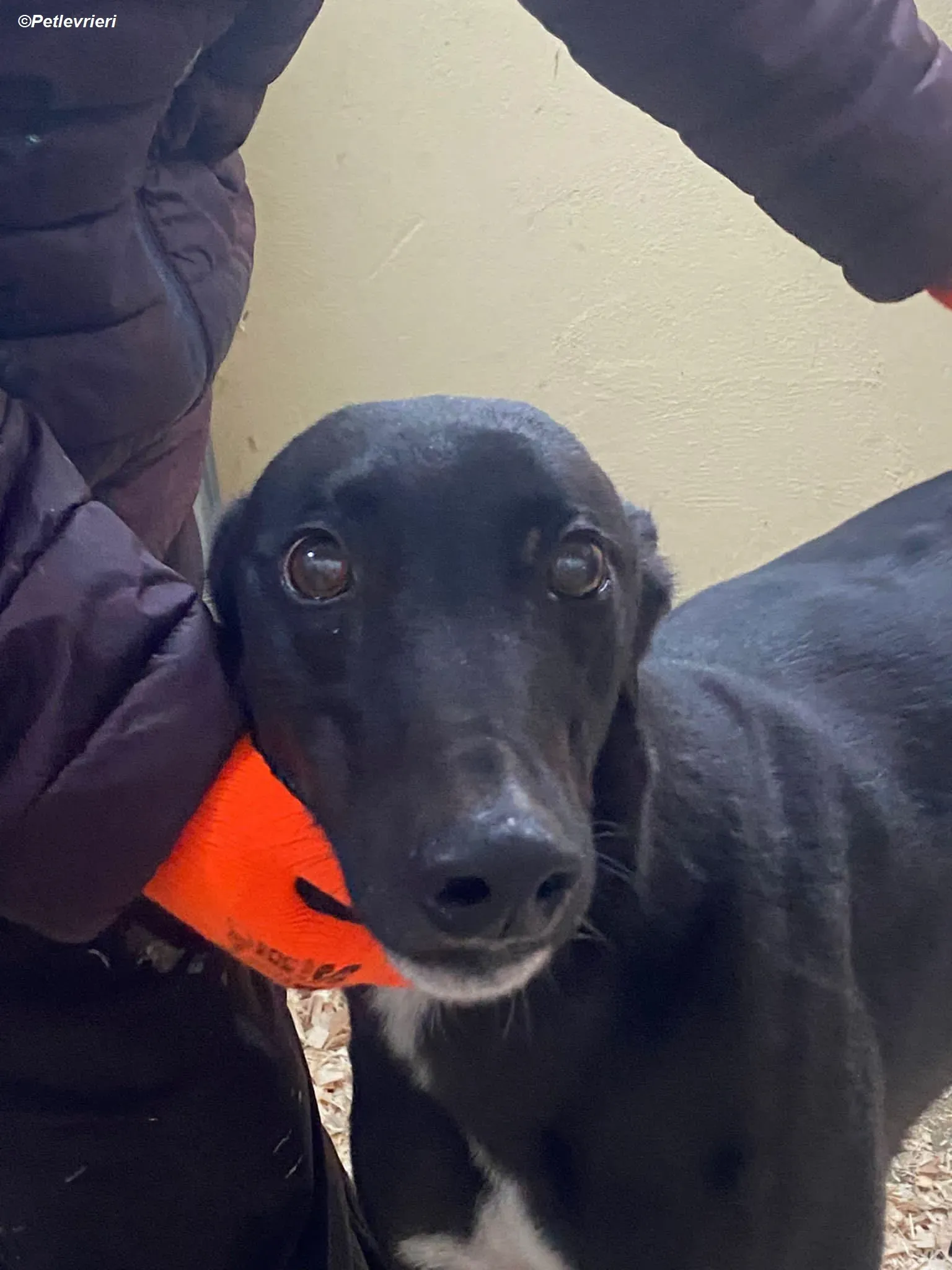 Neil adozione levrieri greyhound 2