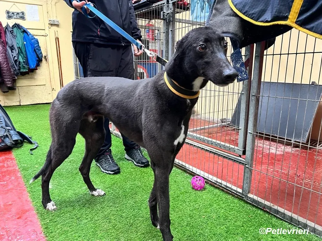 Neil adozione levrieri greyhound 20