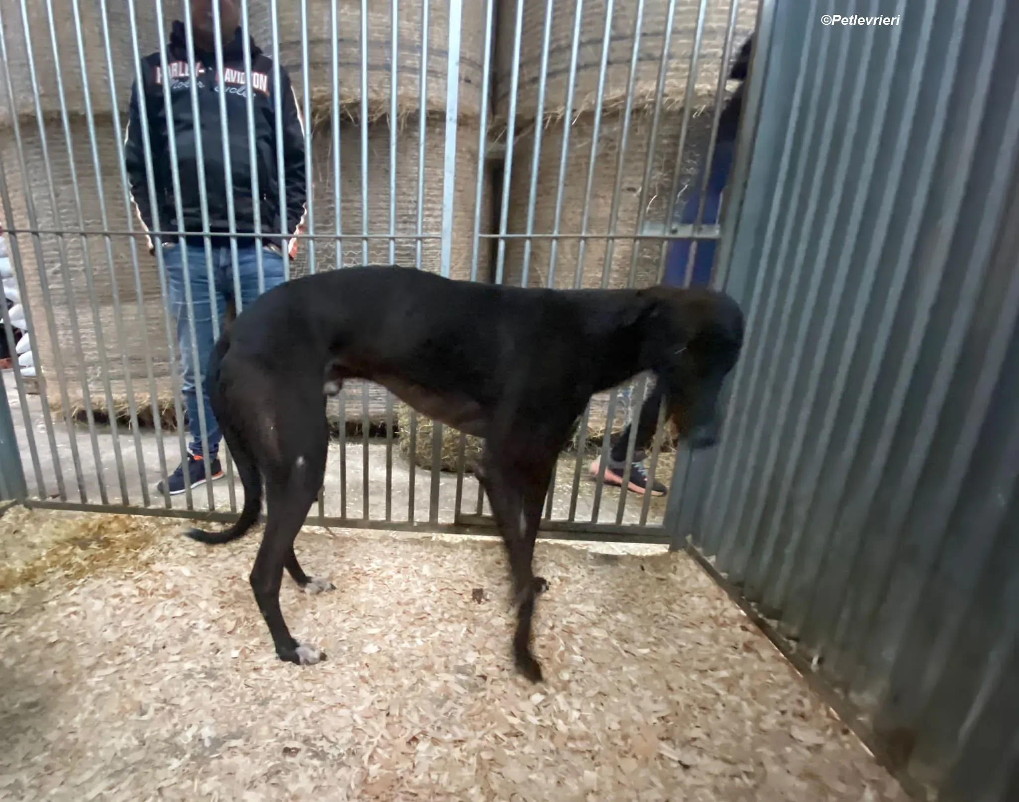 Neil adozione levrieri greyhound 4