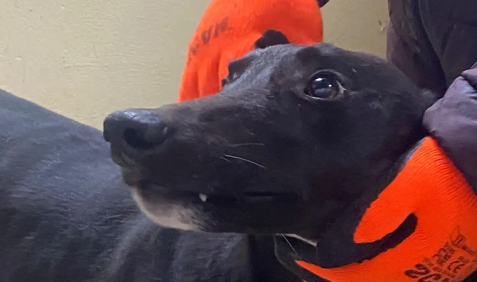 Neil adozione levrieri greyhound 3 e1667333165567