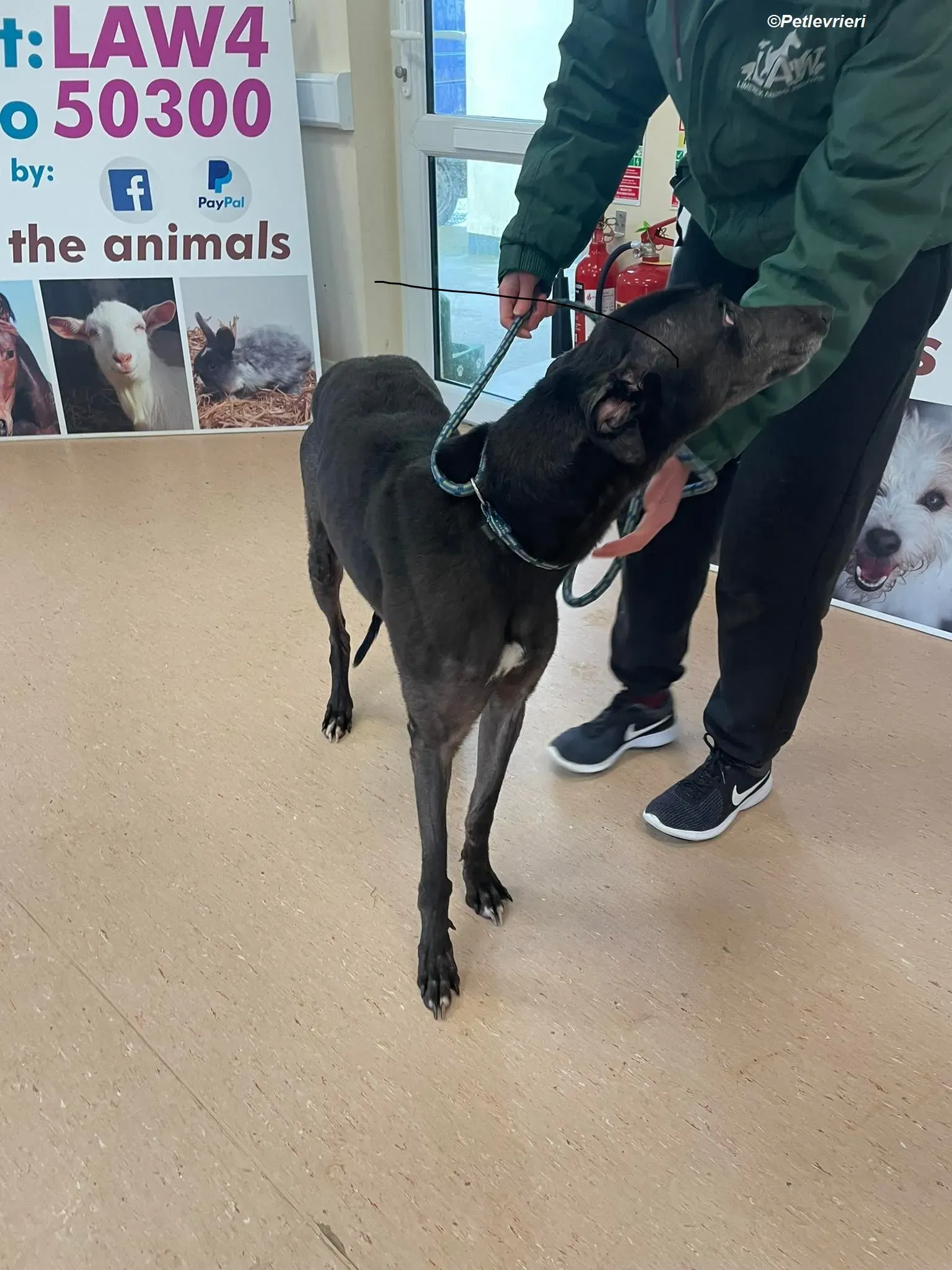 Neil adozione levrieri greyhound 3