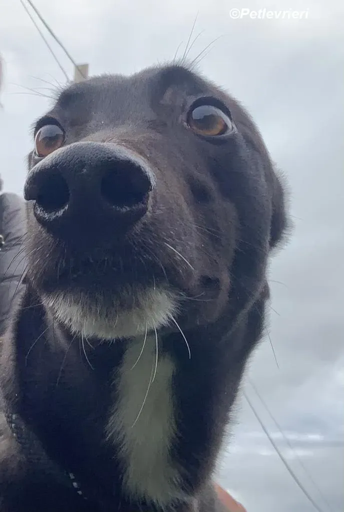 Neil adozione levrieri greyhound 5