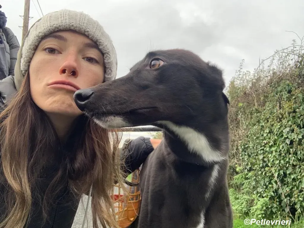 Neil adozione levrieri greyhound 6