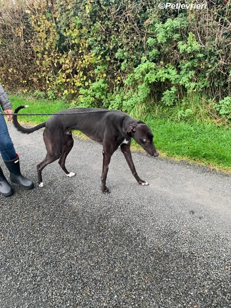 Neil adozione levrieri greyhound 7