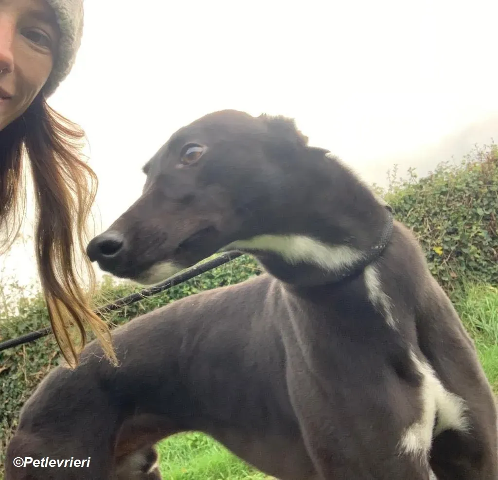 Neil adozione levrieri greyhound 9