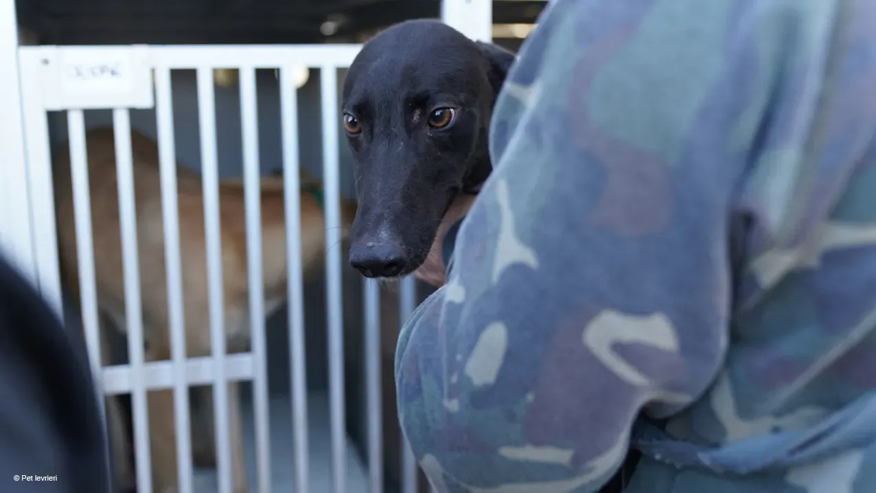Neil adozione levrieri greyhound 21