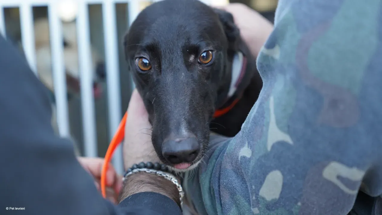 Neil adozione levrieri greyhound 22