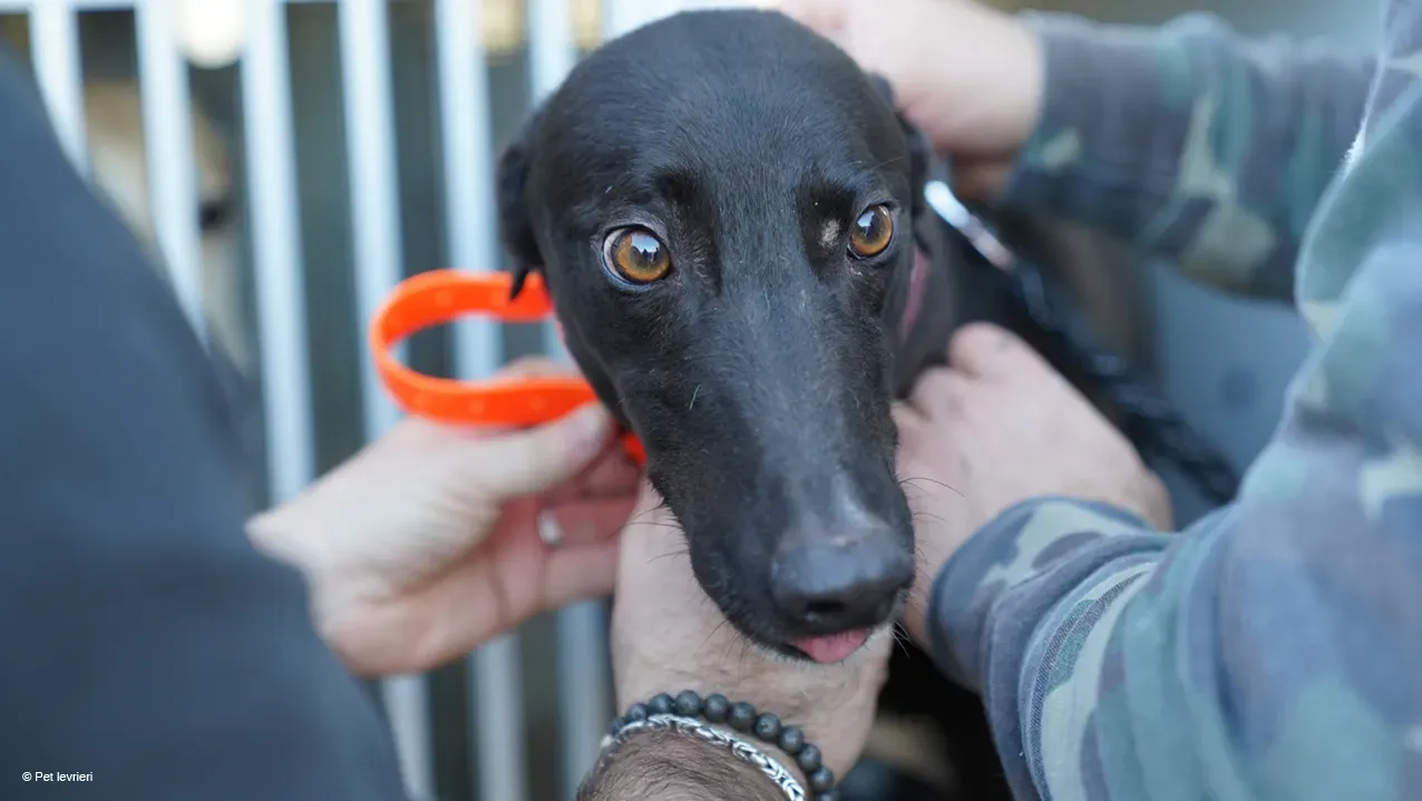 Neil adozione levrieri greyhound 23