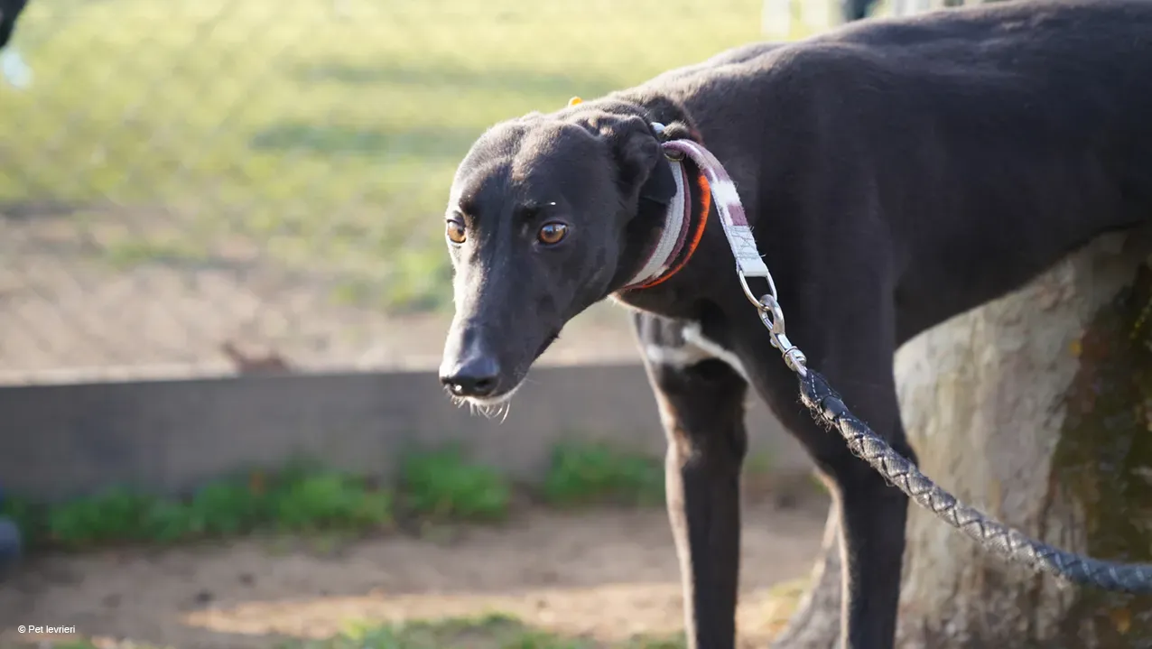 Neil adozione levrieri greyhound 24