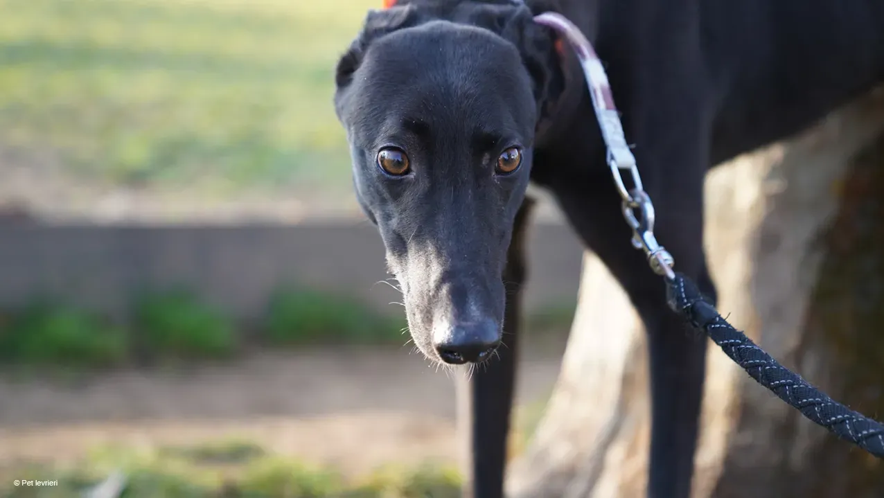 Neil adozione levrieri greyhound 25