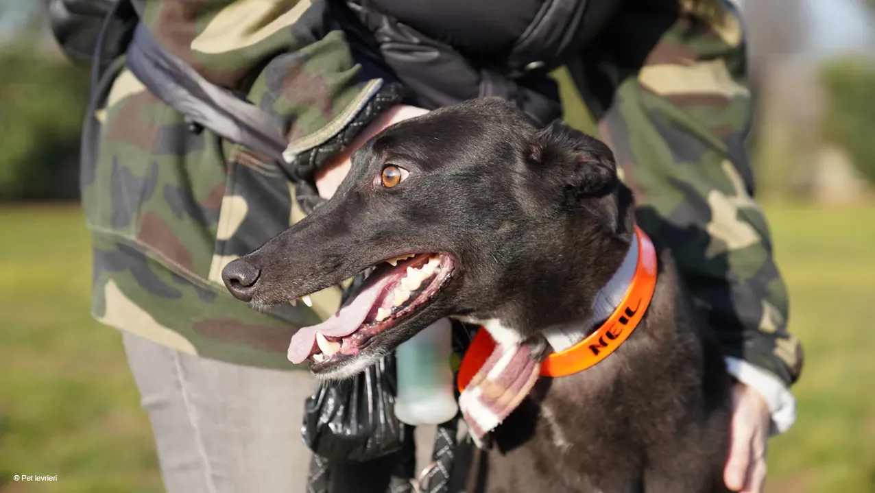 Neil adozione levrieri greyhound 26