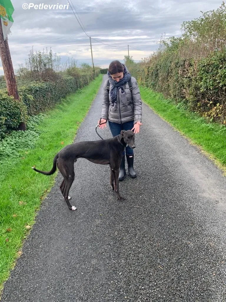 Neil adozione levrieri greyhound 8