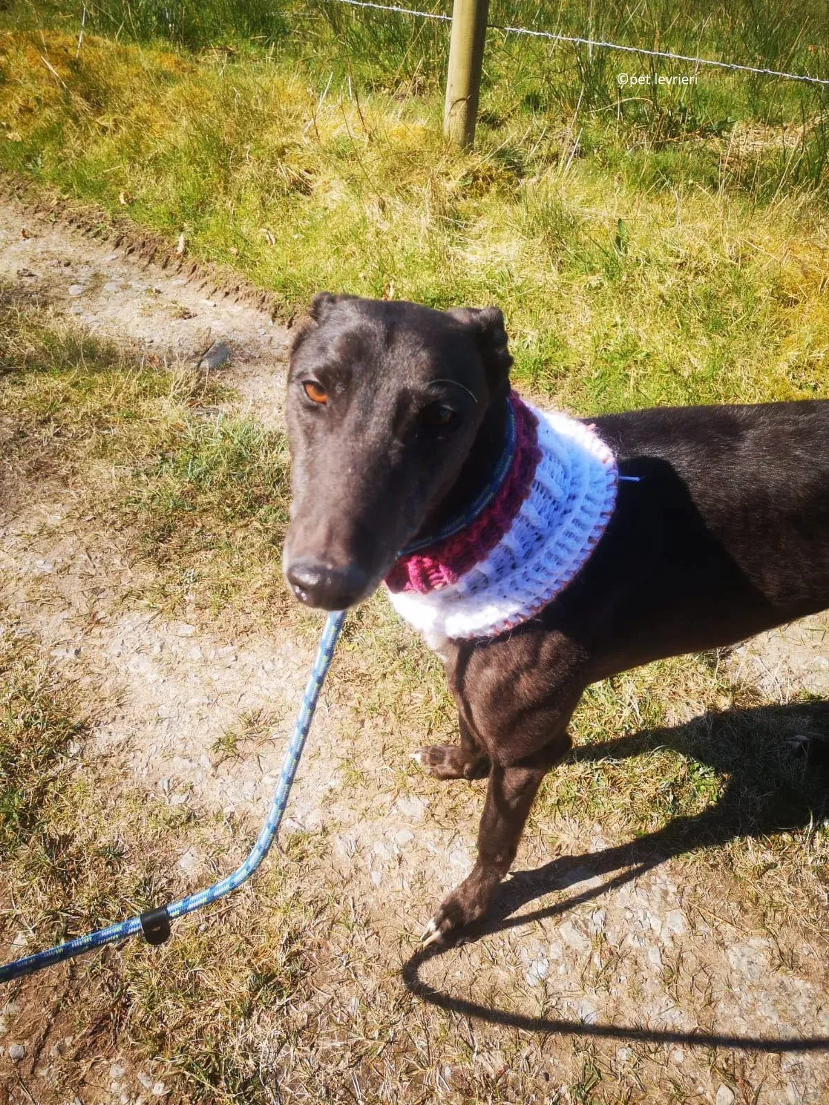 Neil adozione levriero greryhound1