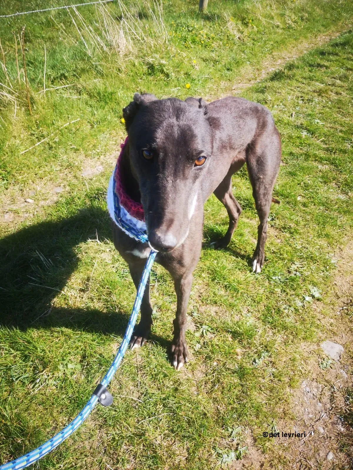 Neil adozione levriero greryhound10