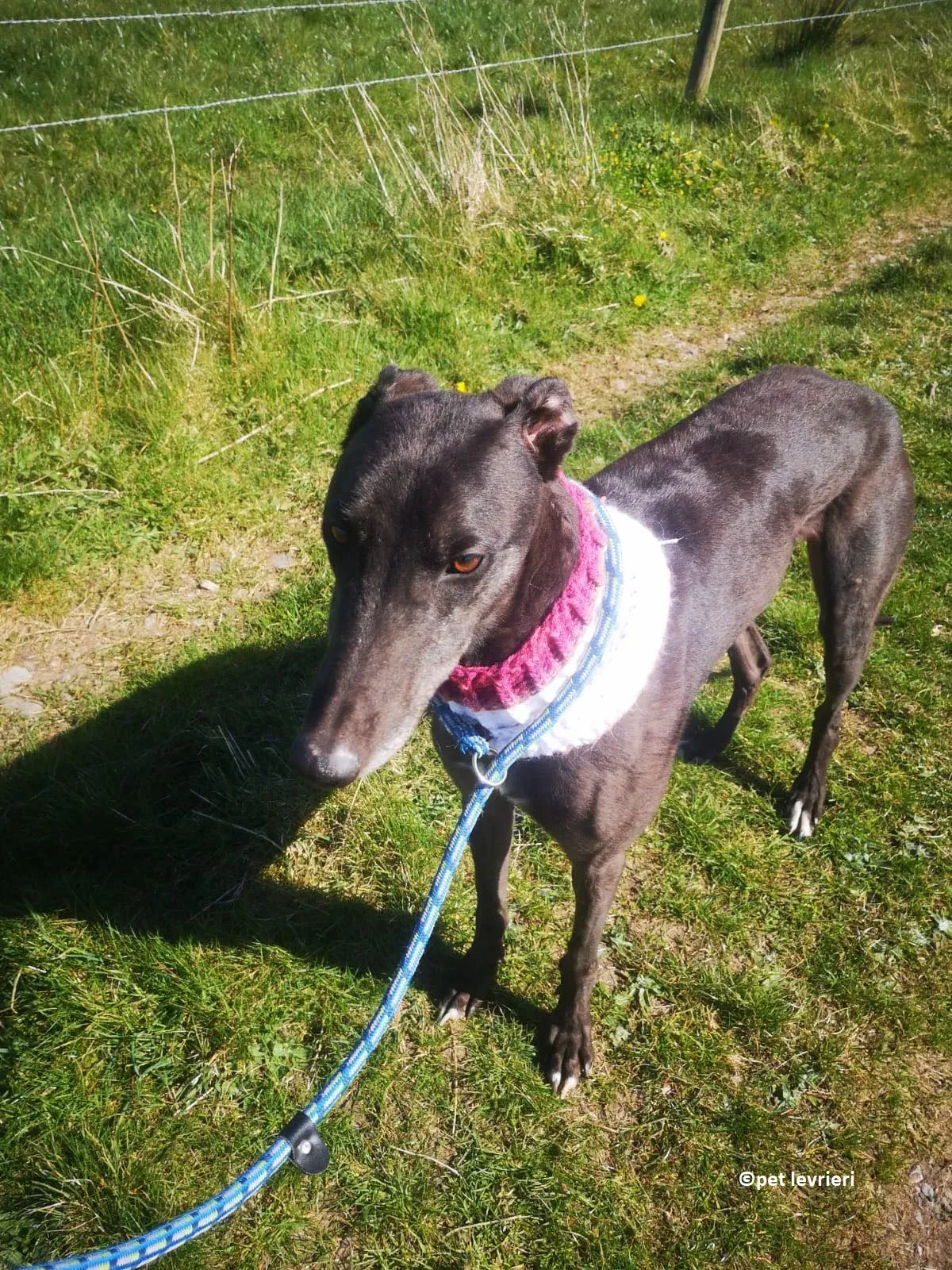 Neil adozione levriero greryhound11