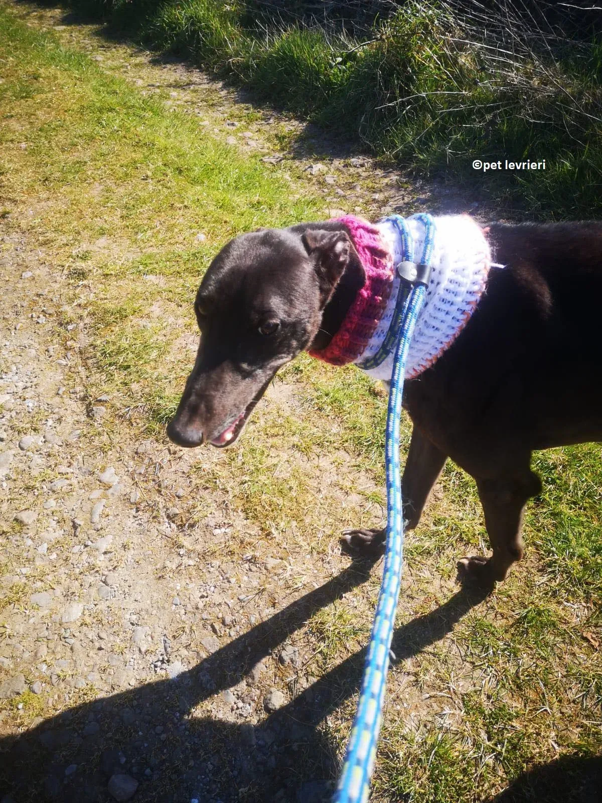 Neil adozione levriero greryhound12