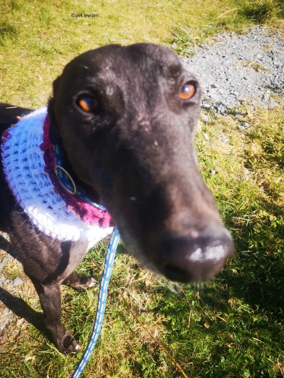 Neil adozione levriero greryhound2