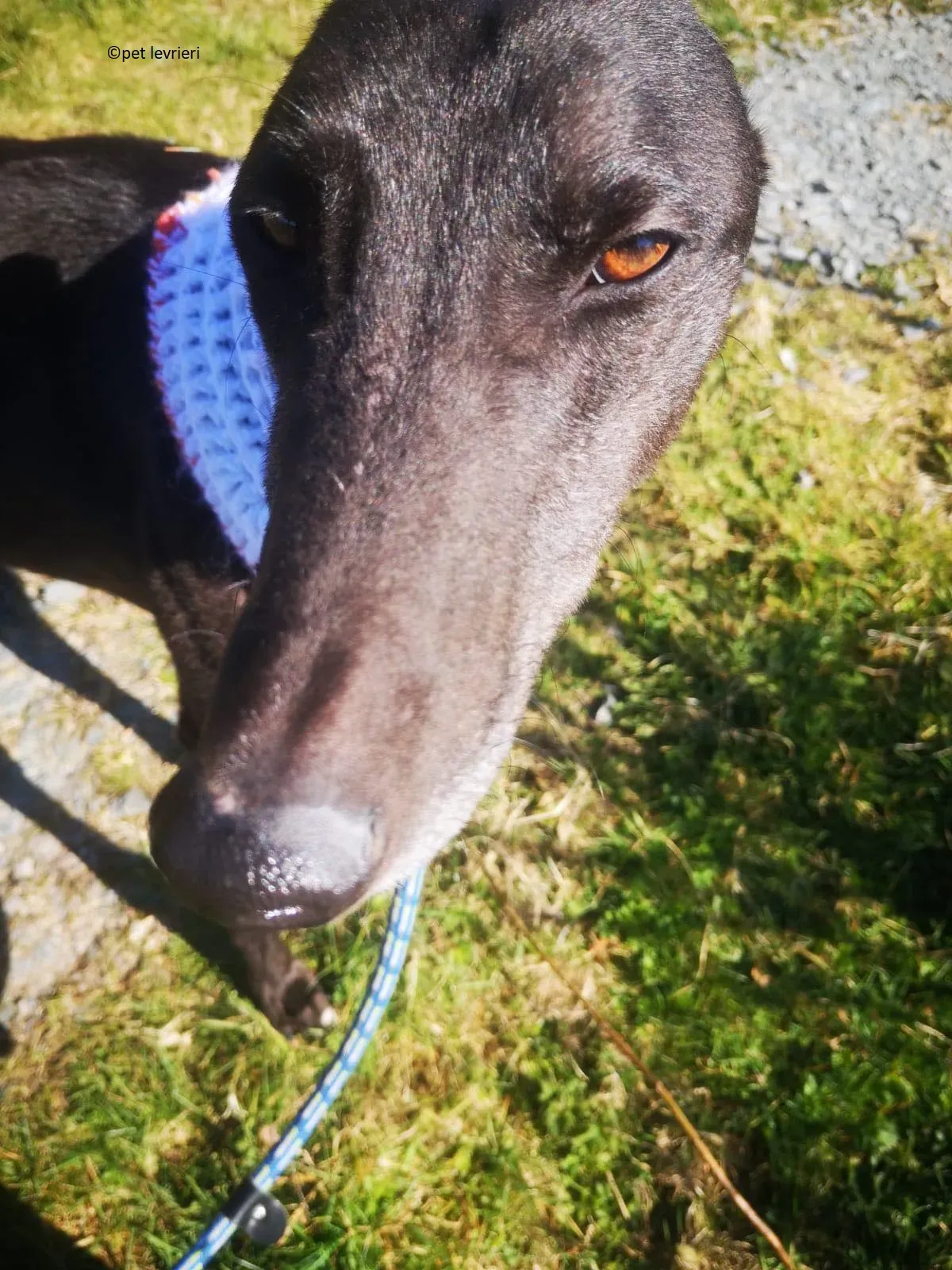 Neil adozione levriero greryhound3