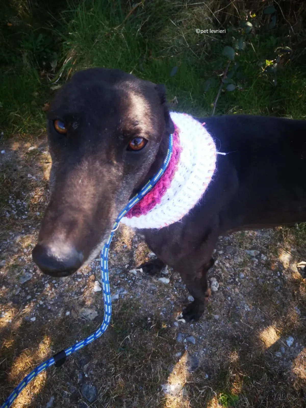 Neil adozione levriero greryhound4