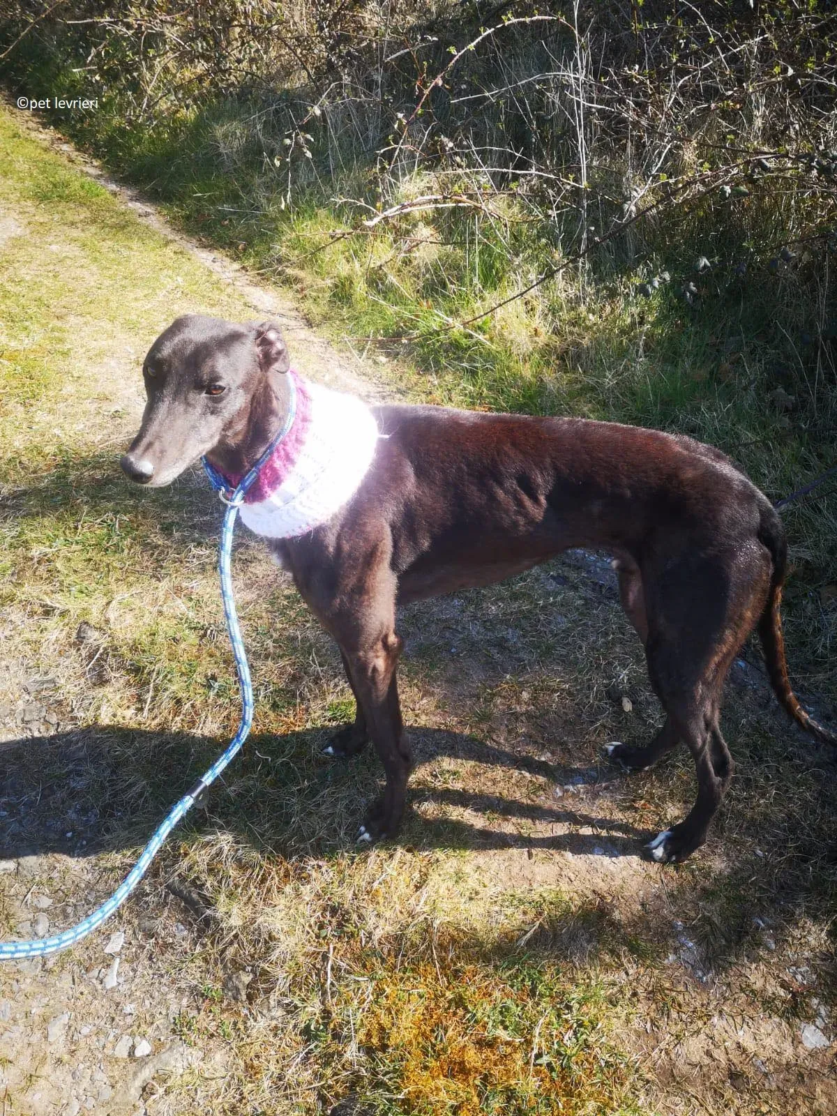 Neil adozione levriero greryhound5