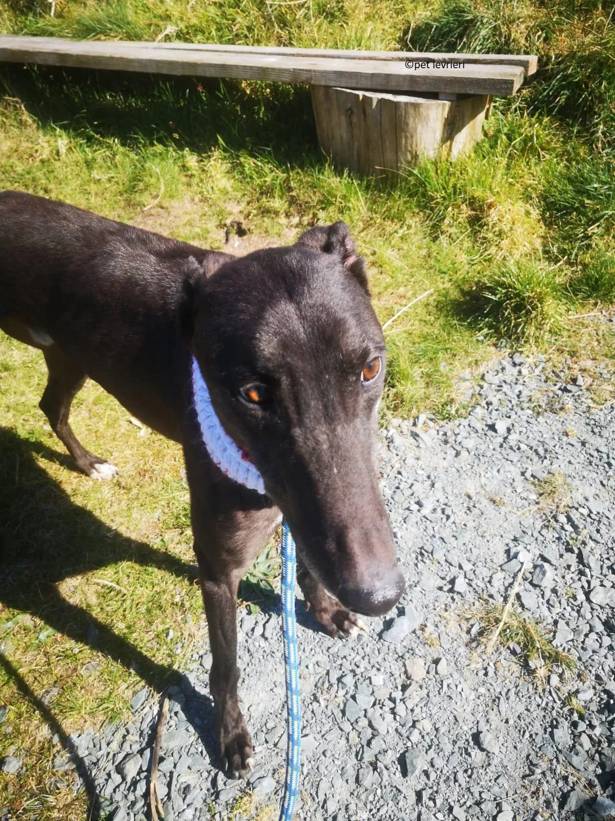 Neil adozione levriero greryhound6