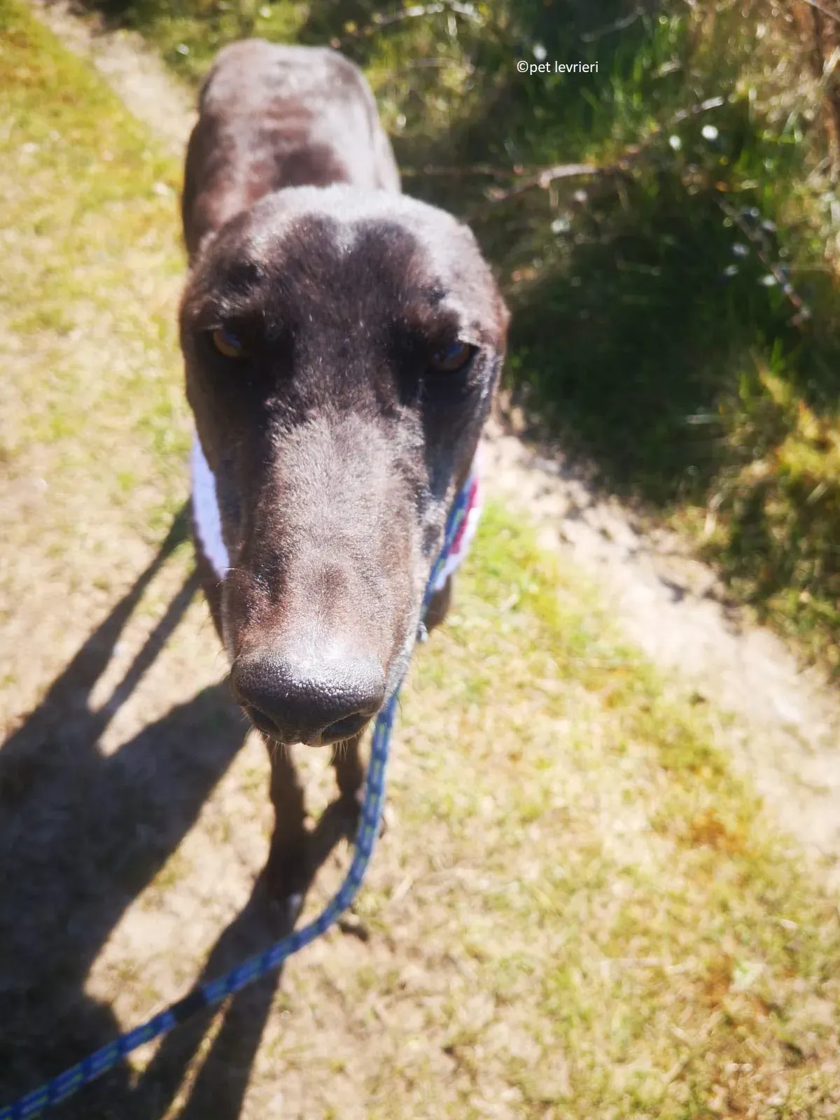 Neil adozione levriero greryhound7