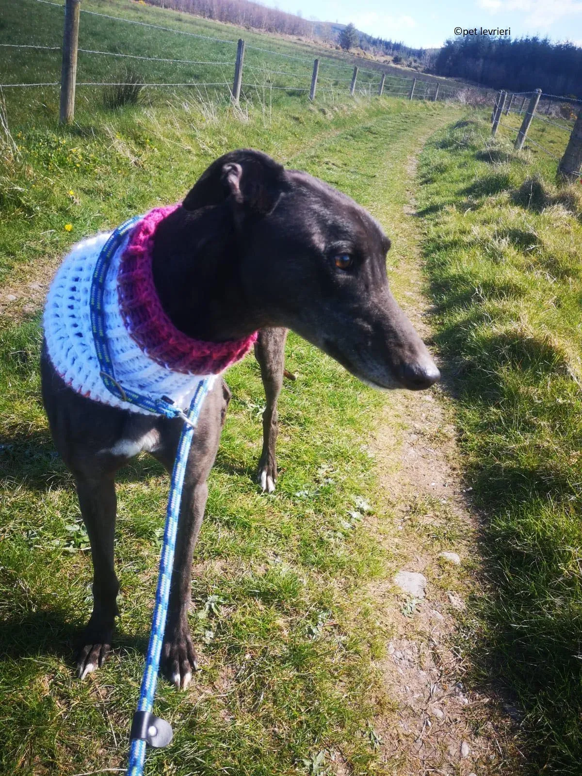 Neil adozione levriero greryhound8