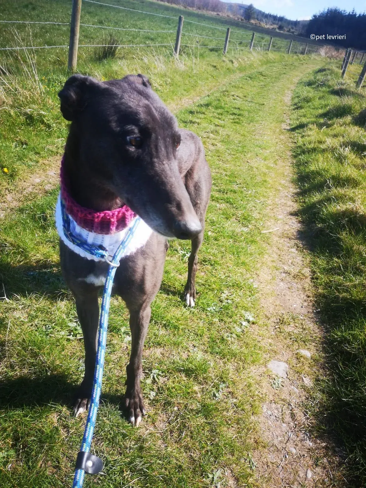 Neil adozione levriero greryhound9