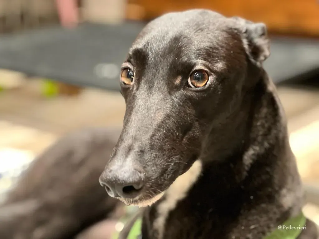 Neil greyhound petlevrieri1