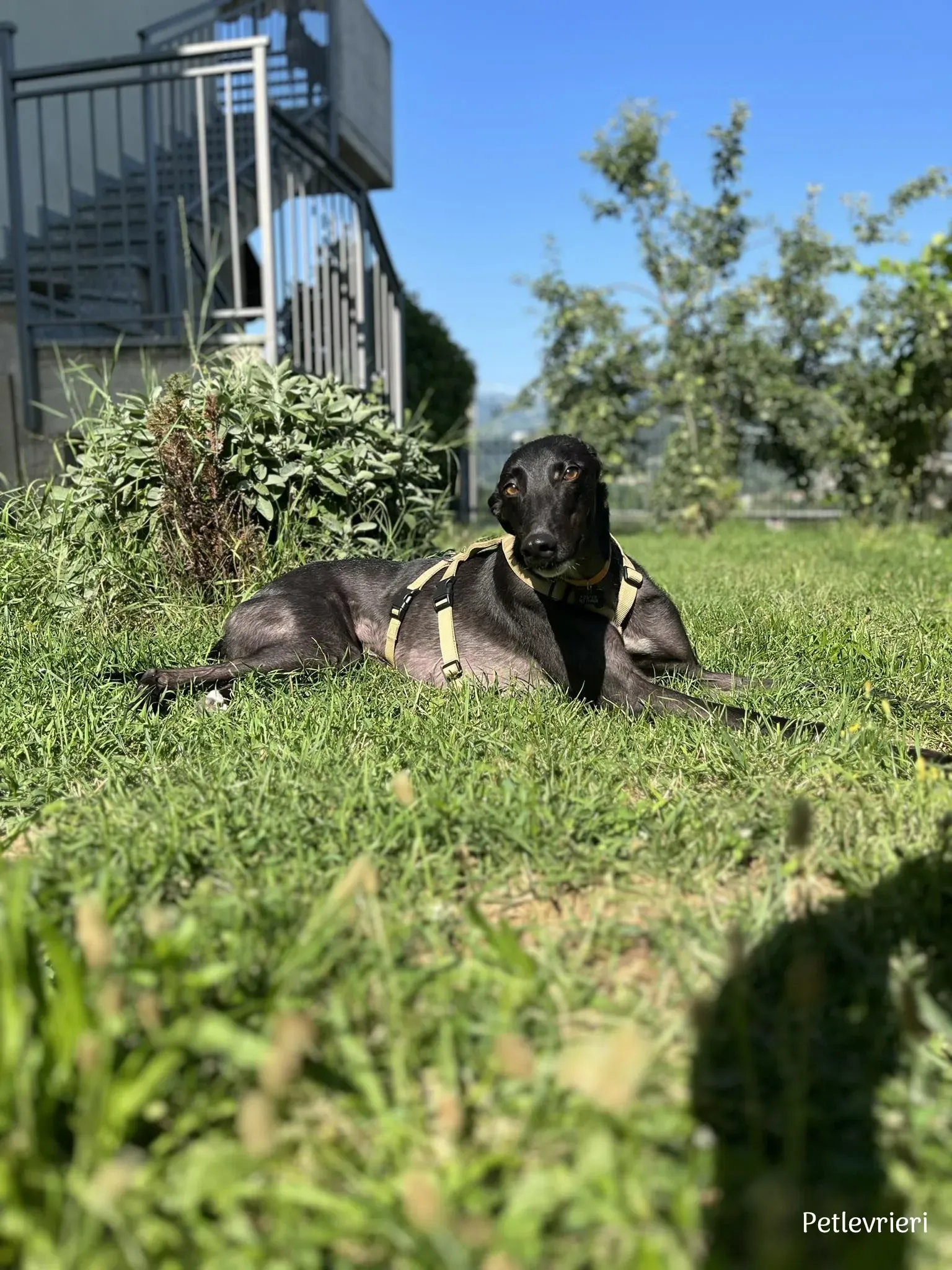 Neil greyhound petlevrieri10 risultato