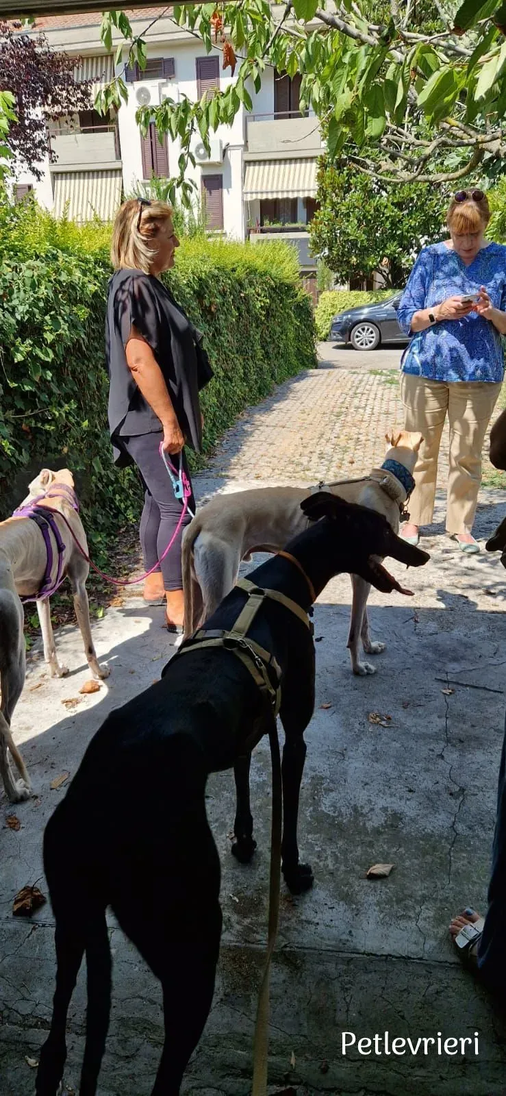 Neil greyhound petlevrieri11 risultato