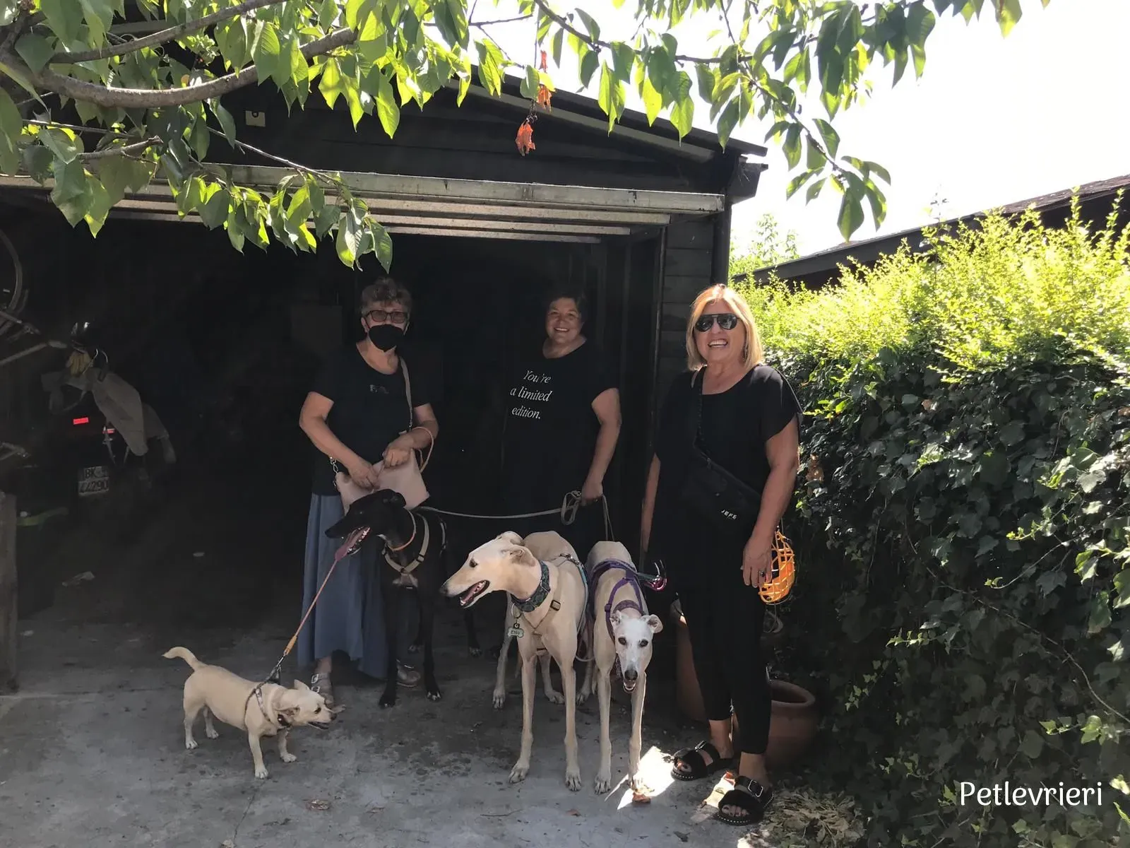 Neil greyhound petlevrieri12 risultato