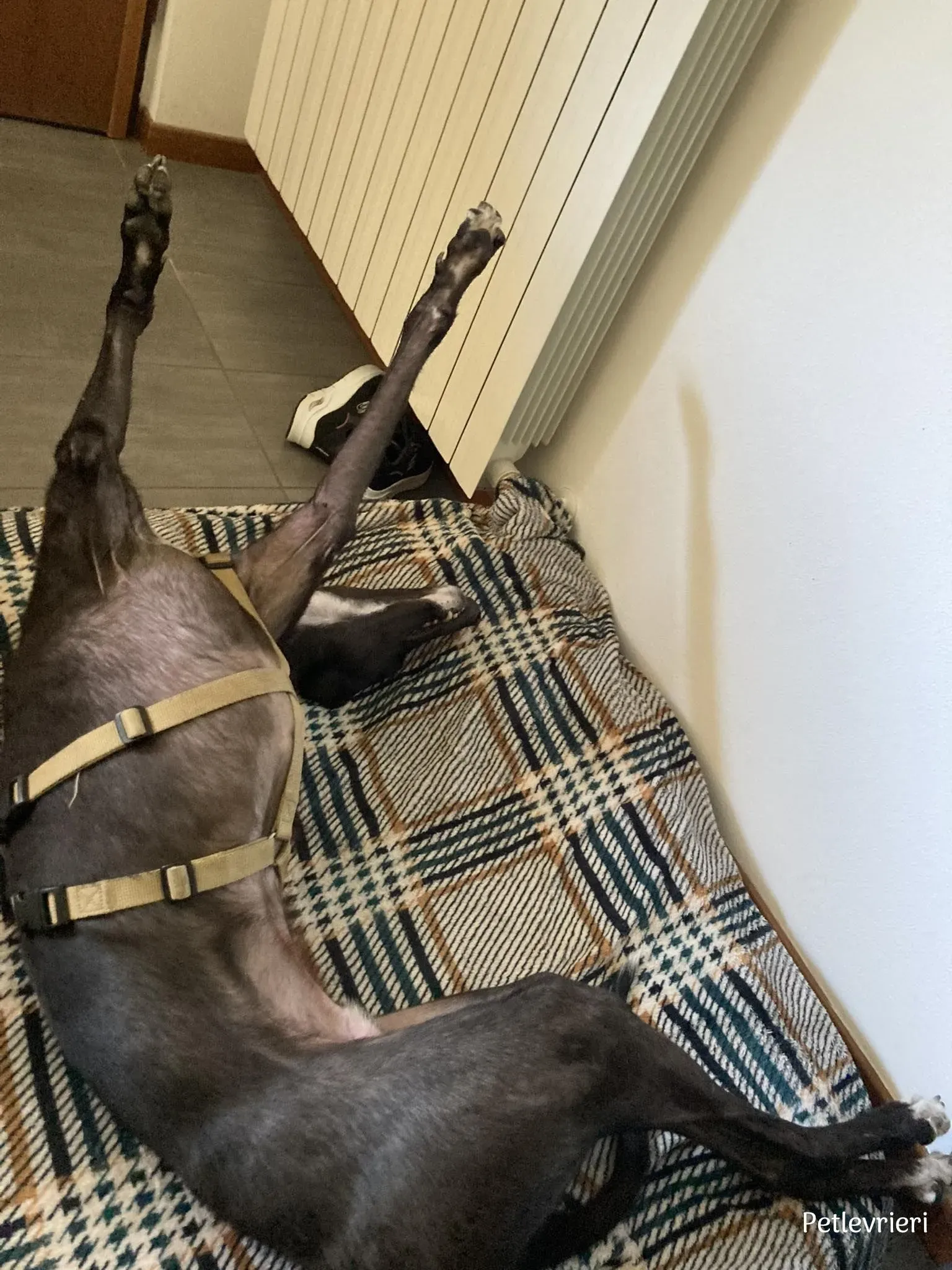 Neil greyhound petlevrieri1 risultato