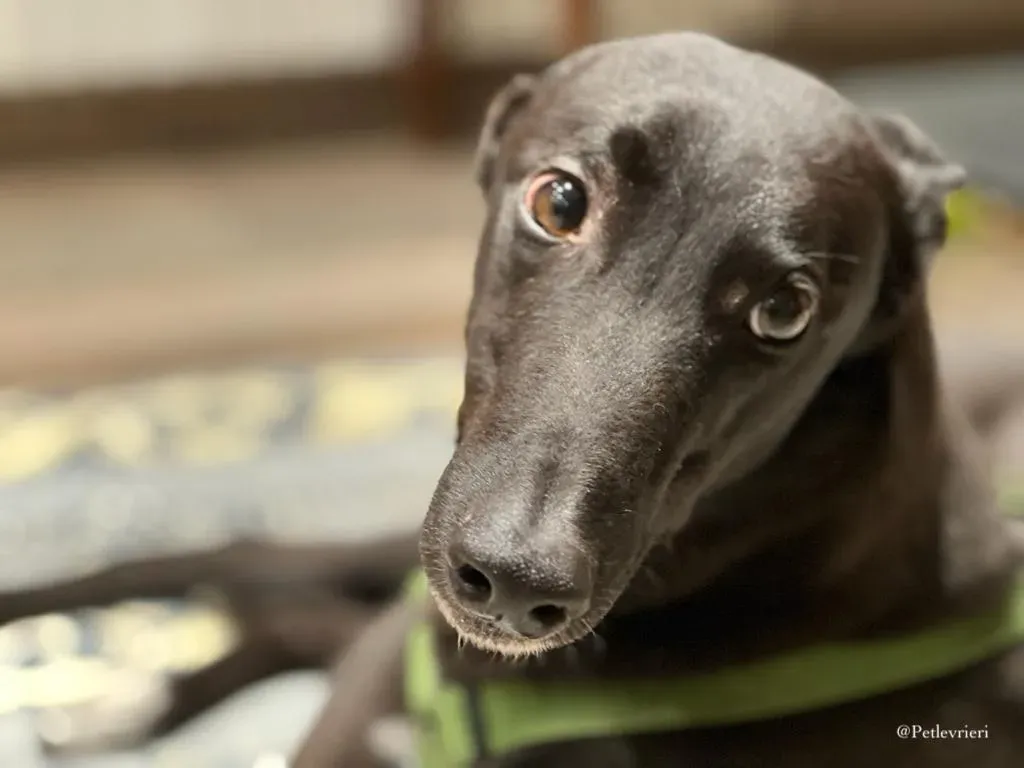 Neil greyhound petlevrieri2