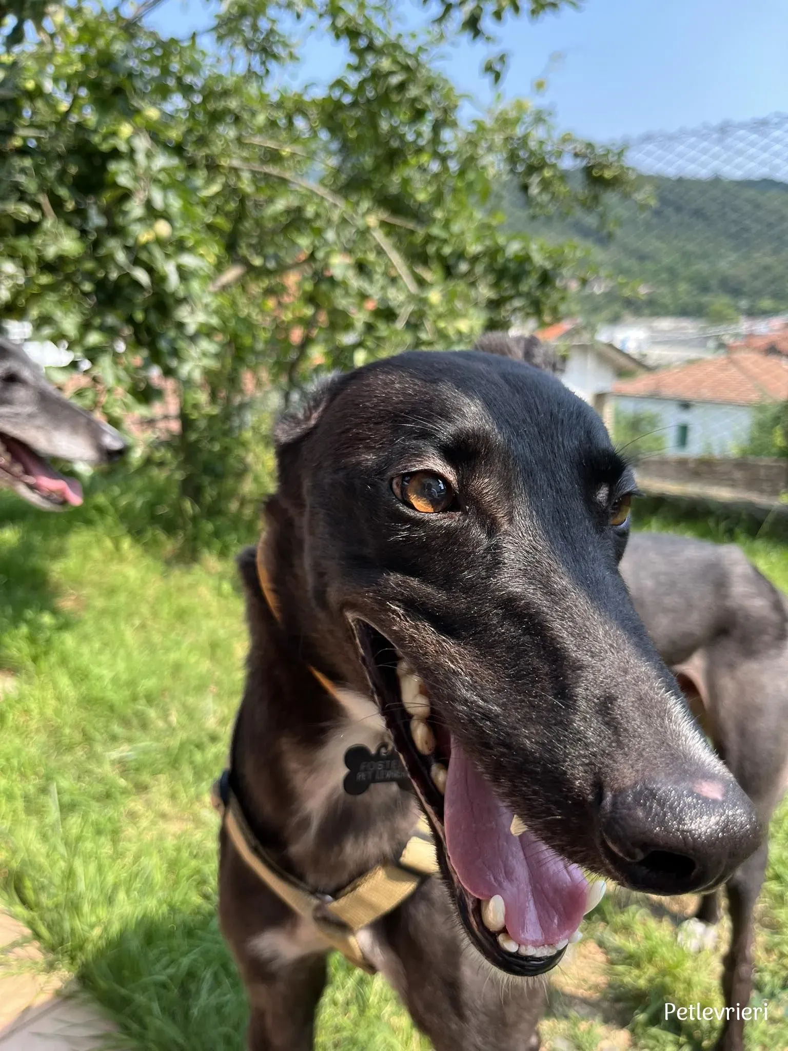 Neil greyhound petlevrieri3 risultato