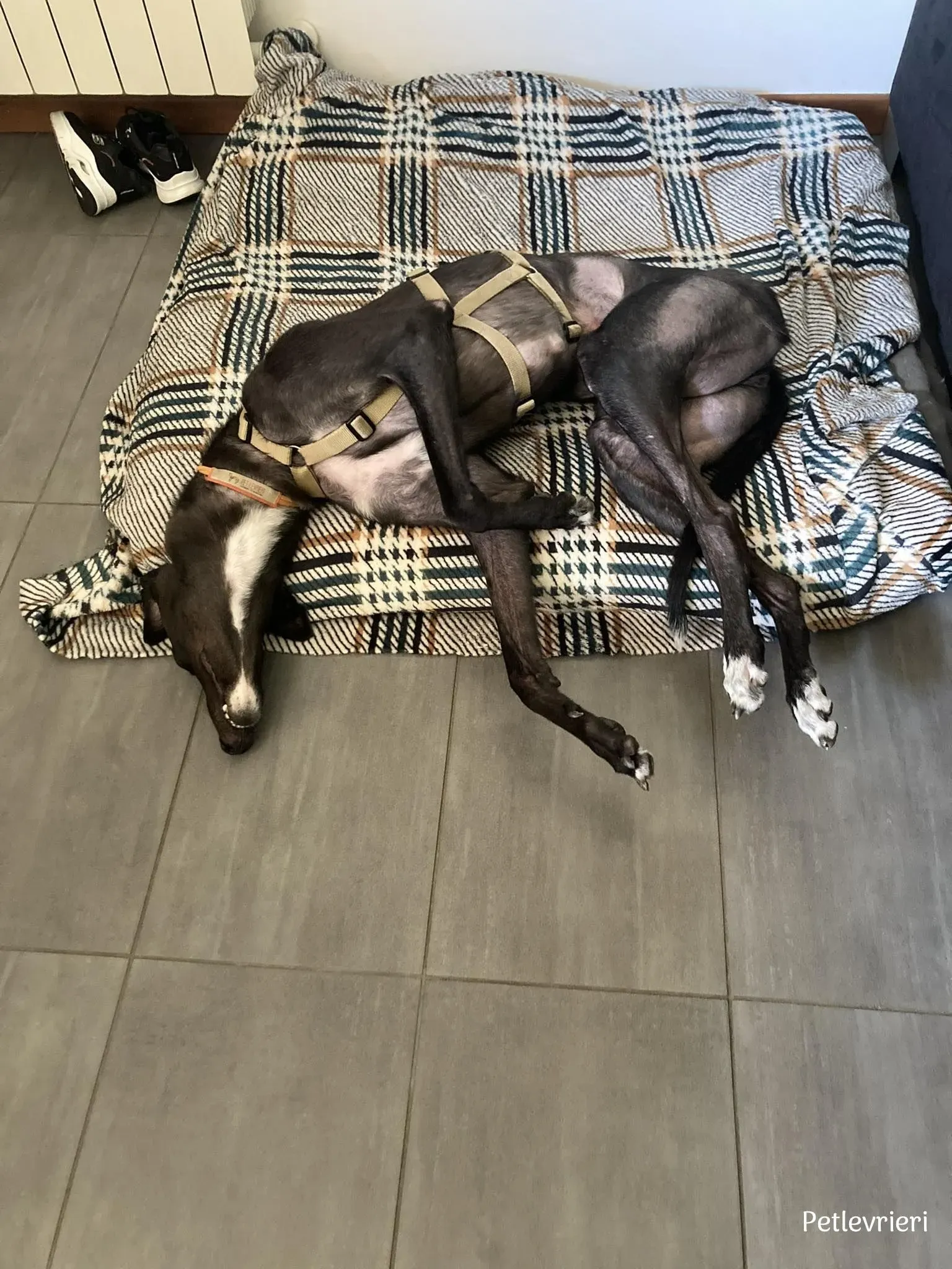 Neil greyhound petlevrieri4 risultato