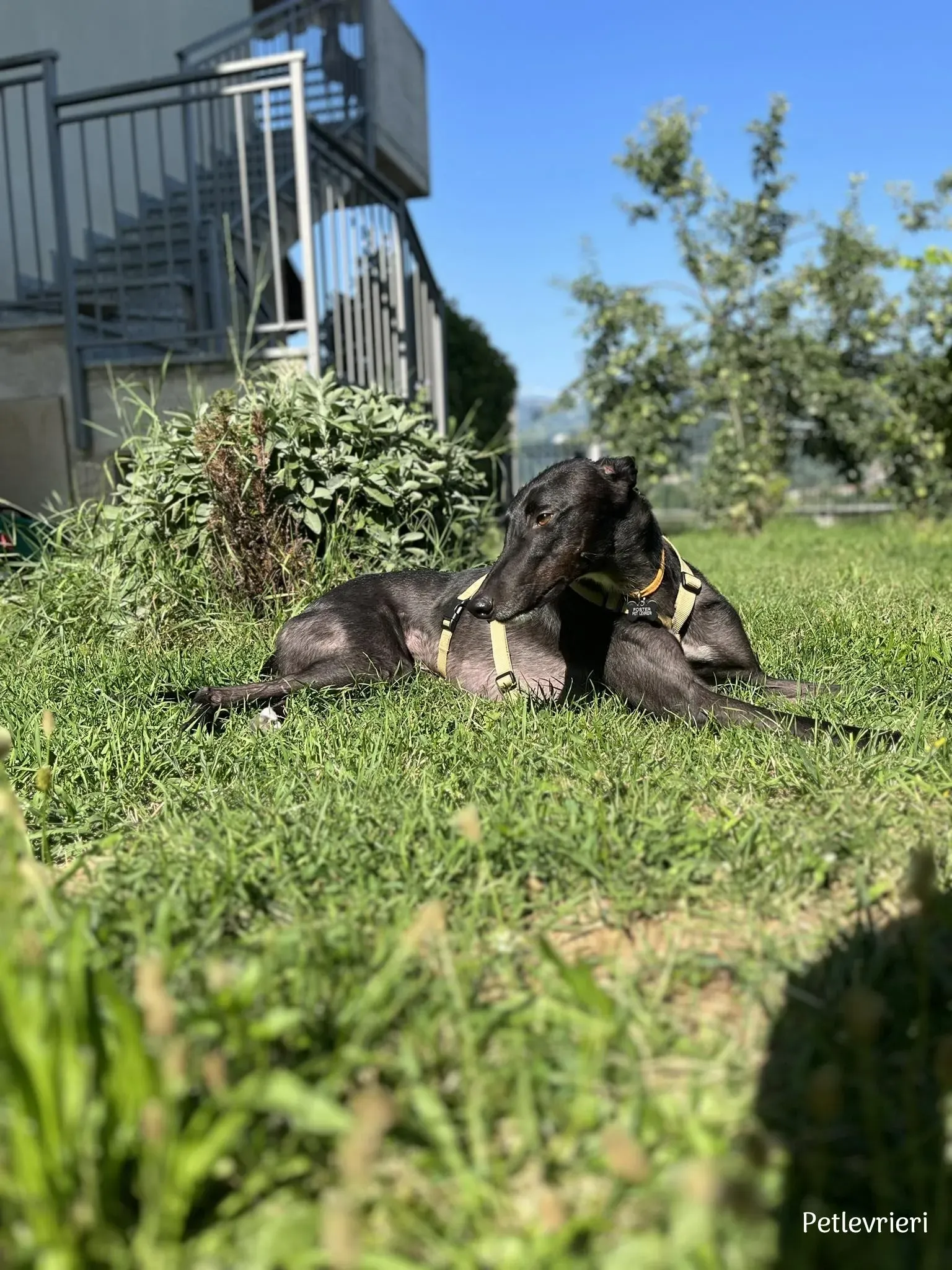 Neil greyhound petlevrieri8 risultato