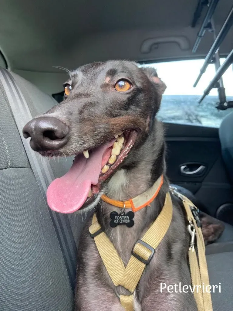 Neil greyhound petlevrieri9 risultato