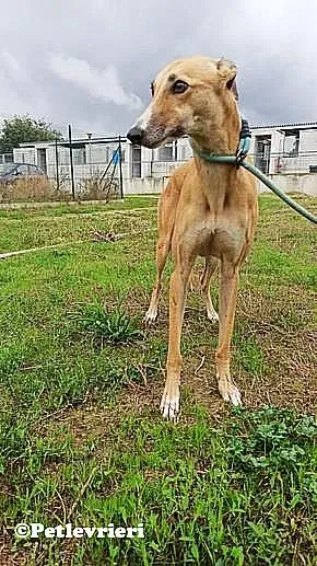 Nely adozione levrieri galgo 01